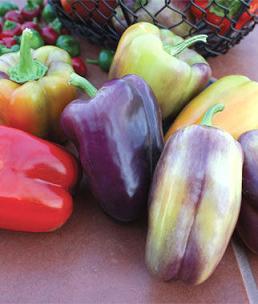 Pinot Noir Pepper Seeds - The Pepper Pantry (Formerly Marie Sharp's)